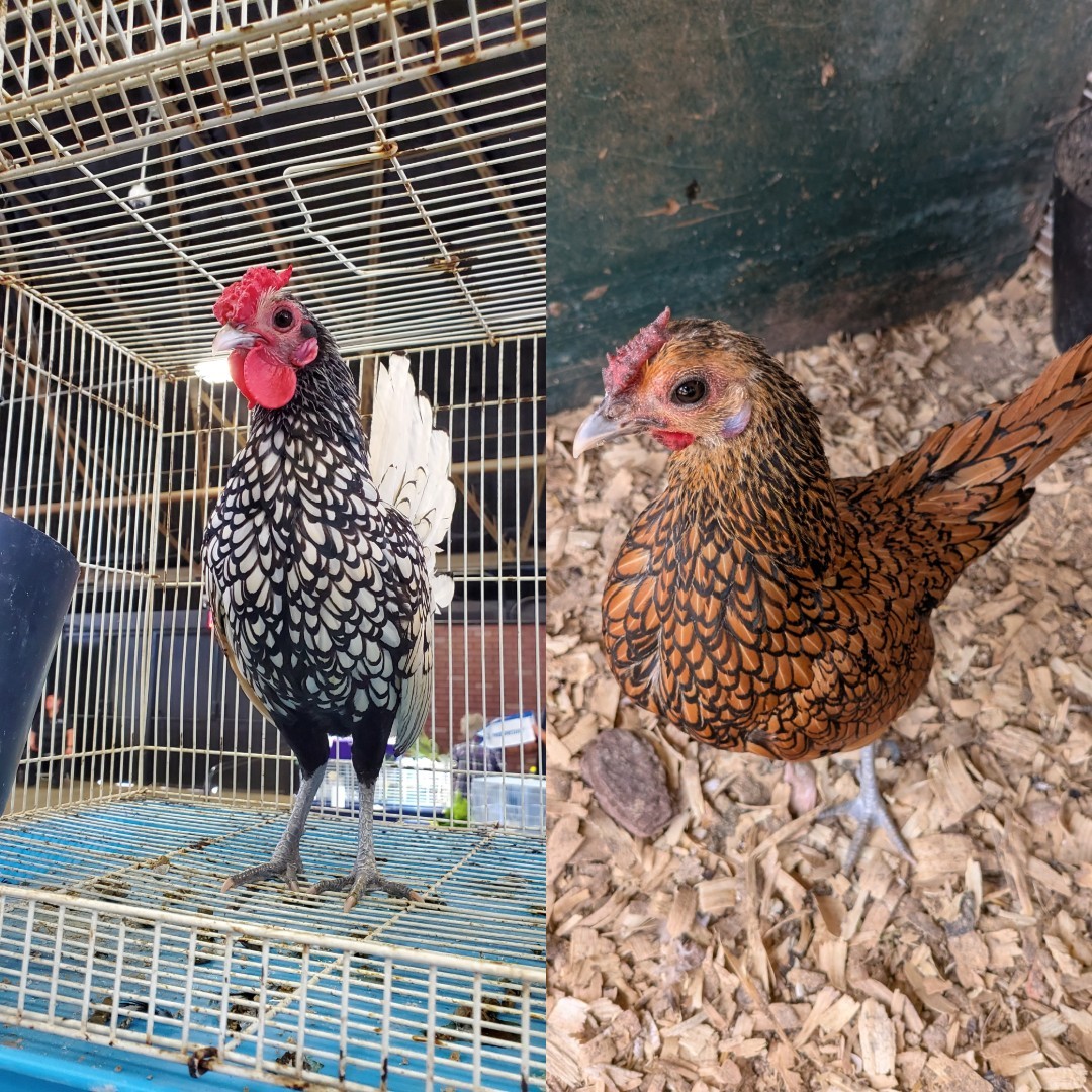 10+2 Silver & Golden Sebrights 100% Pure Fertile Hatching Eggs E/S: February