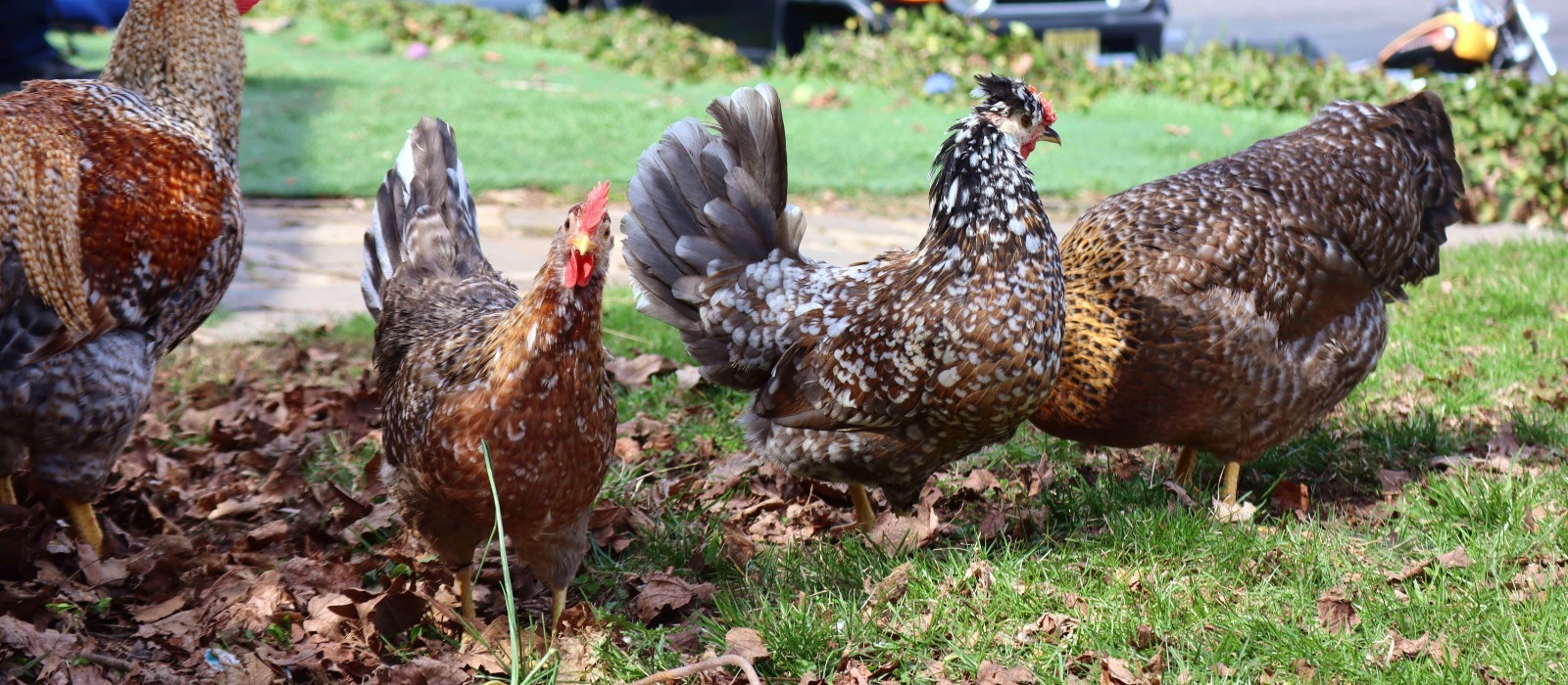 12+ (or 24+) Pick Your Eggs – Bielefelder, Icelandic, BieleFlowery Hatching Eggs