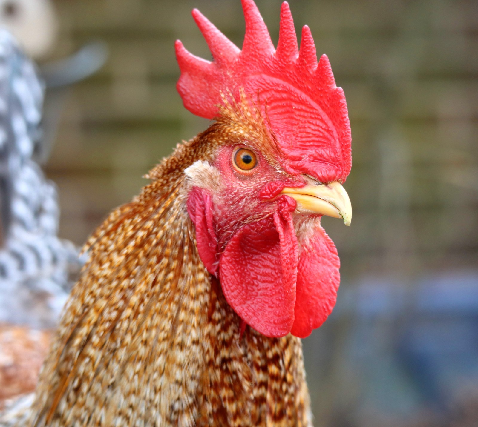 12+ (or 24+) Pick Your Eggs – Bielefelder, Icelandic, BieleFlowery Hatching Eggs