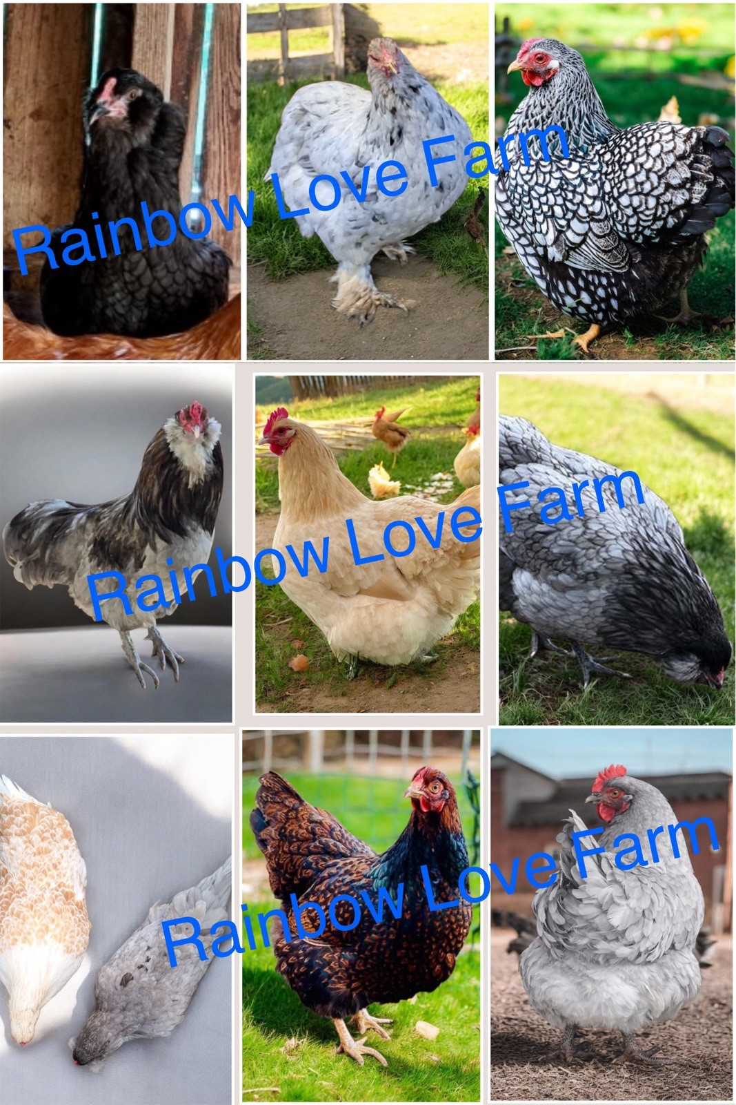 12 + Americana Ameraucana Barnevelder Silver Wyandotte Brahma Hatching Eggs NPIP