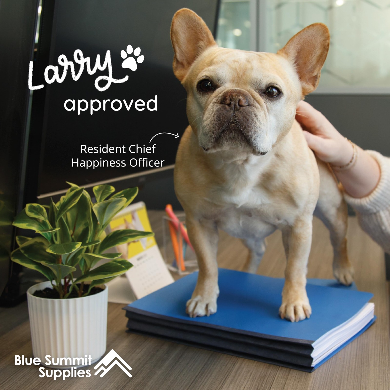 10 Blue Classification Folders with Dividers – Employee Personnel File Folder…