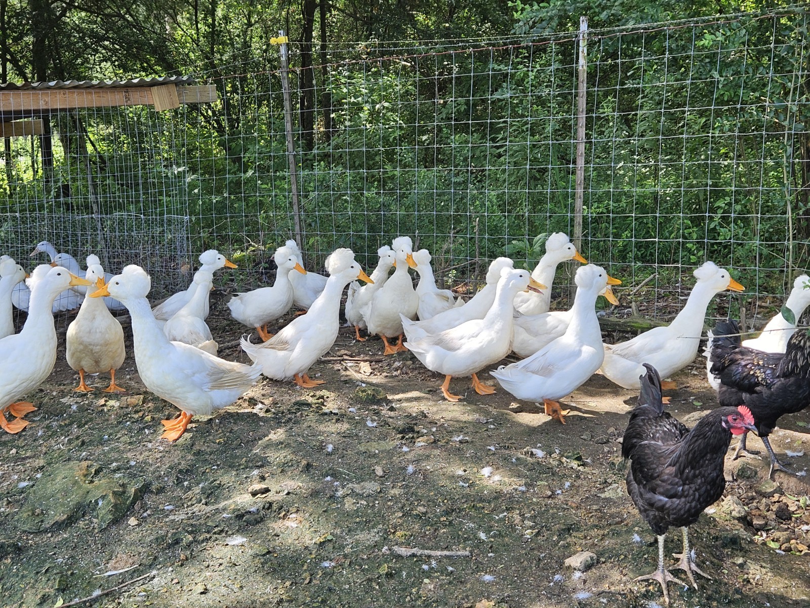 10+2 White Crested Duck Hatching Eggs