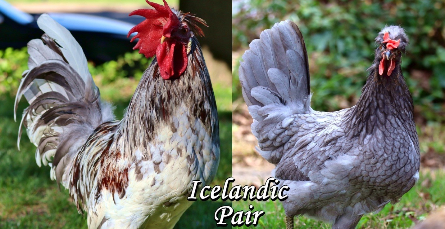 12+ (or 24+) Pick Your Eggs – Bielefelder, Icelandic, BieleFlowery Hatching Eggs