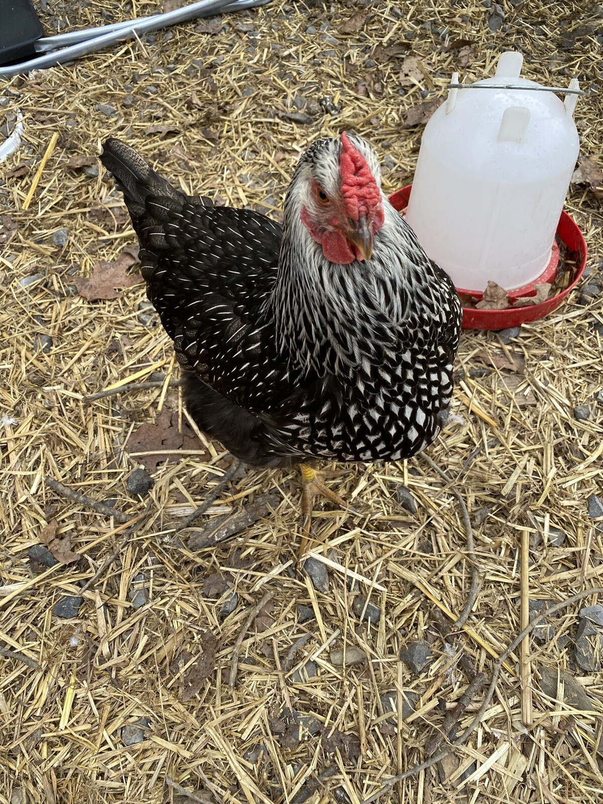 10+ Rare Breed Chicken Hatching Eggs Orpington, Wyandotte, Brahma, Faverolles
