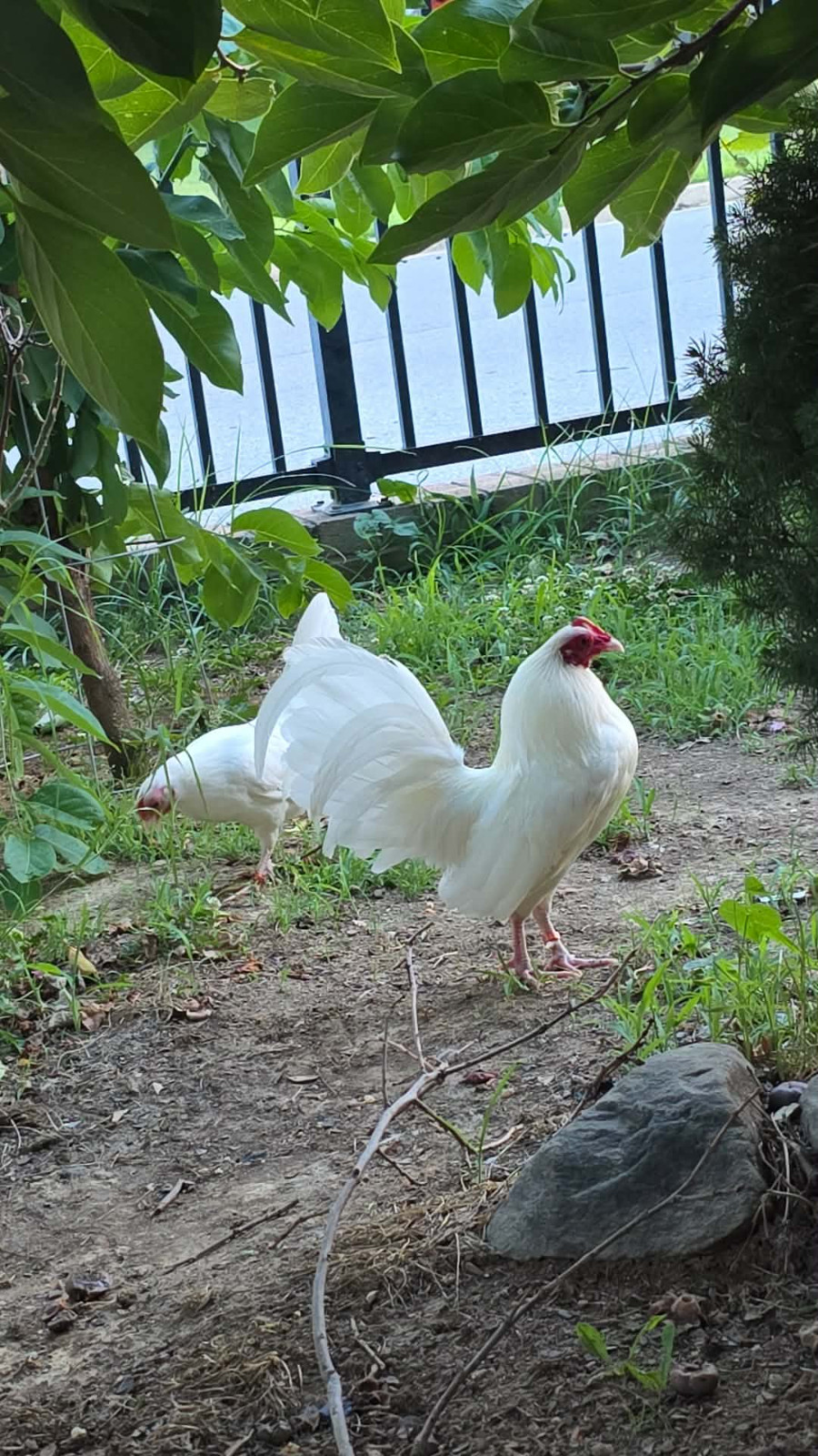 12+ white old english bantam Hatching Eggs