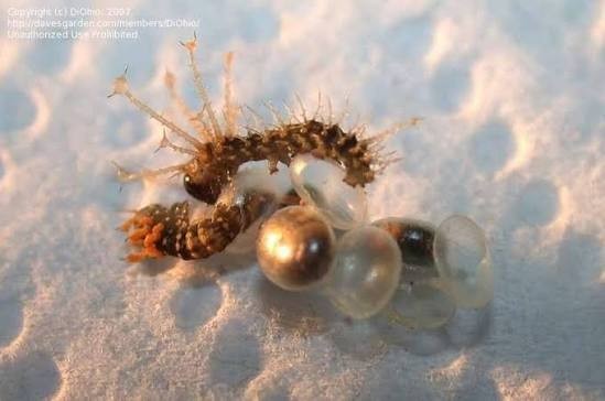 20X Regal Moth Eggs / Ova Live feeder LIMITED! Silkmoth Royal walnut moth