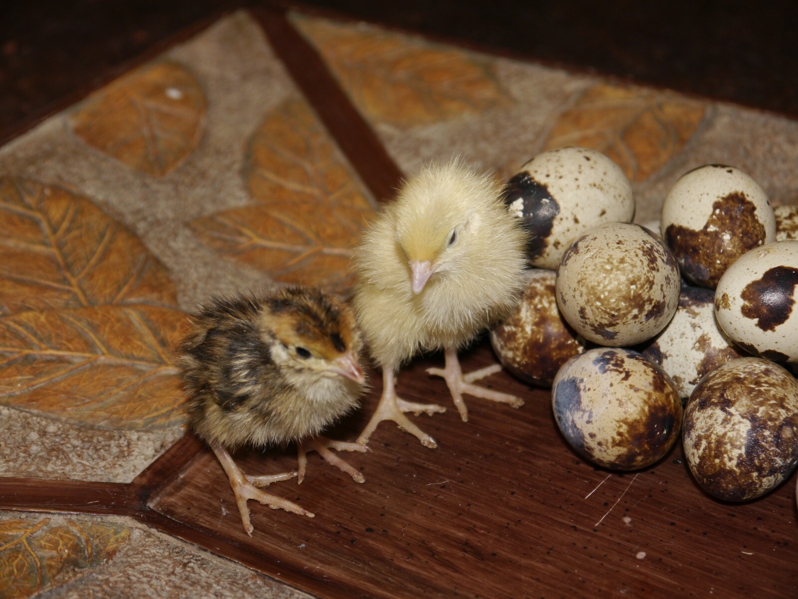 HEATED SHIPPING-120 Jumbo White/ Jumbo Brown quail hatching eggs-60 of each