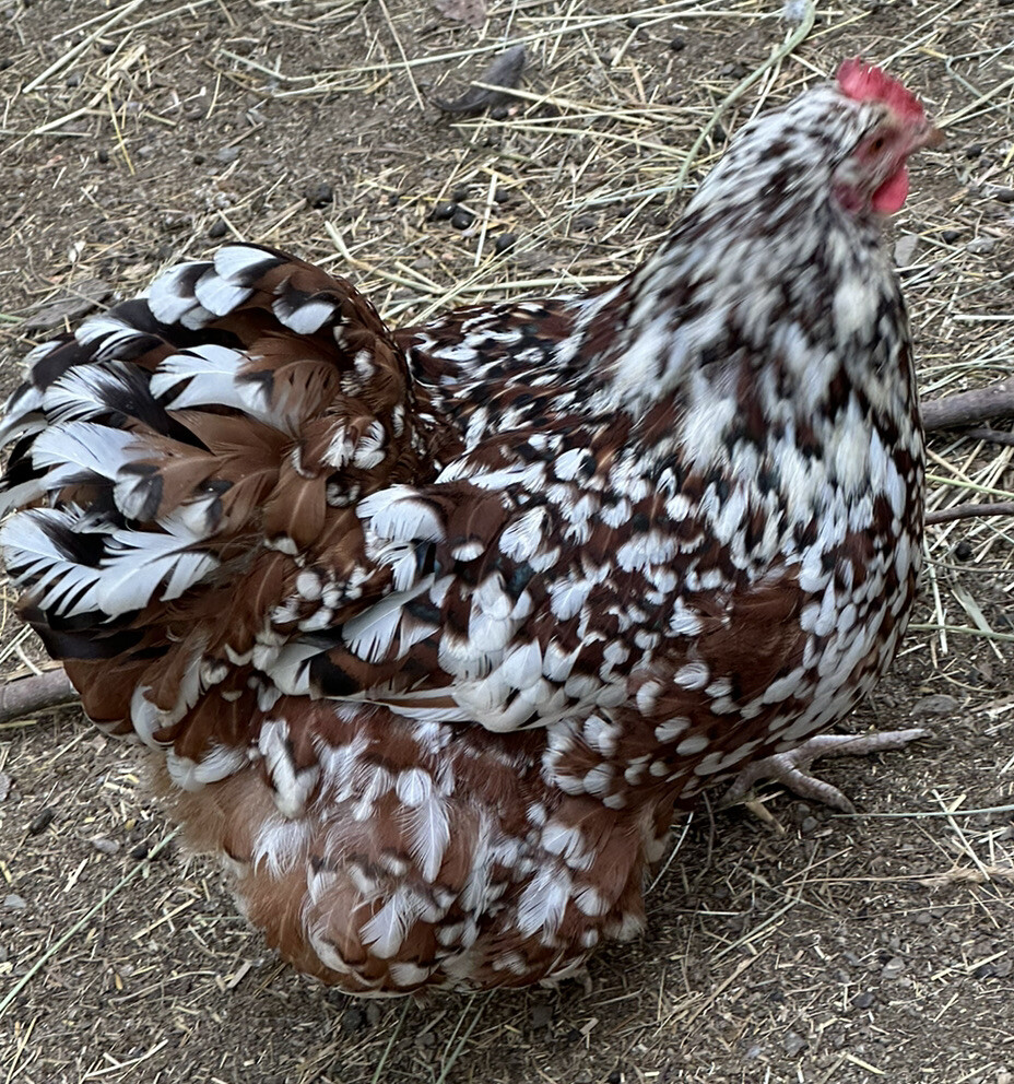 10+ Rare Breed Chicken Hatching Eggs Orpington, Wyandotte, Brahma, Faverolles