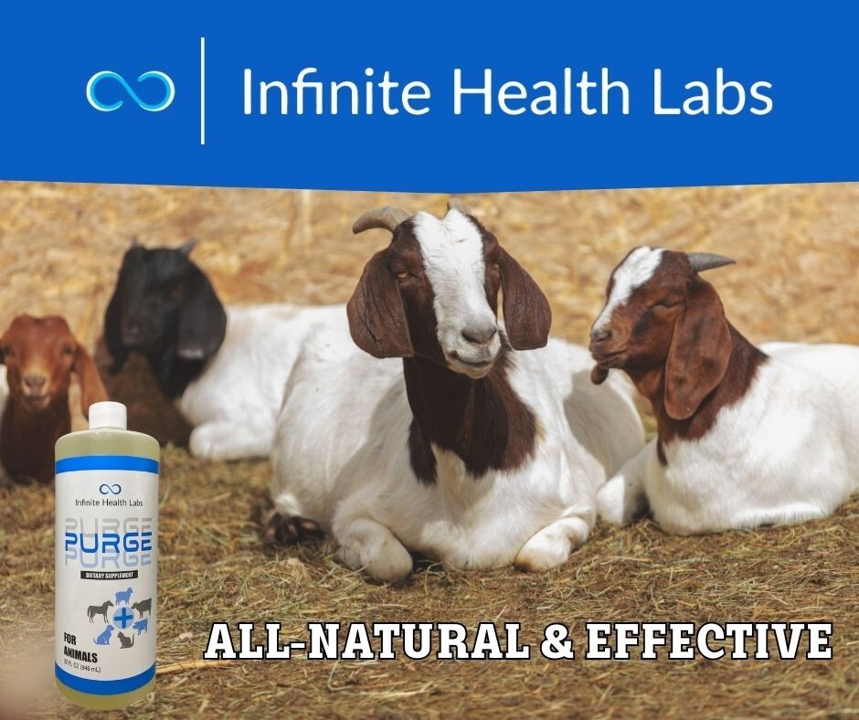 Purge – Natural wormer / coccidia tx for cattle, goats, sheep, pigs, cats & dogs