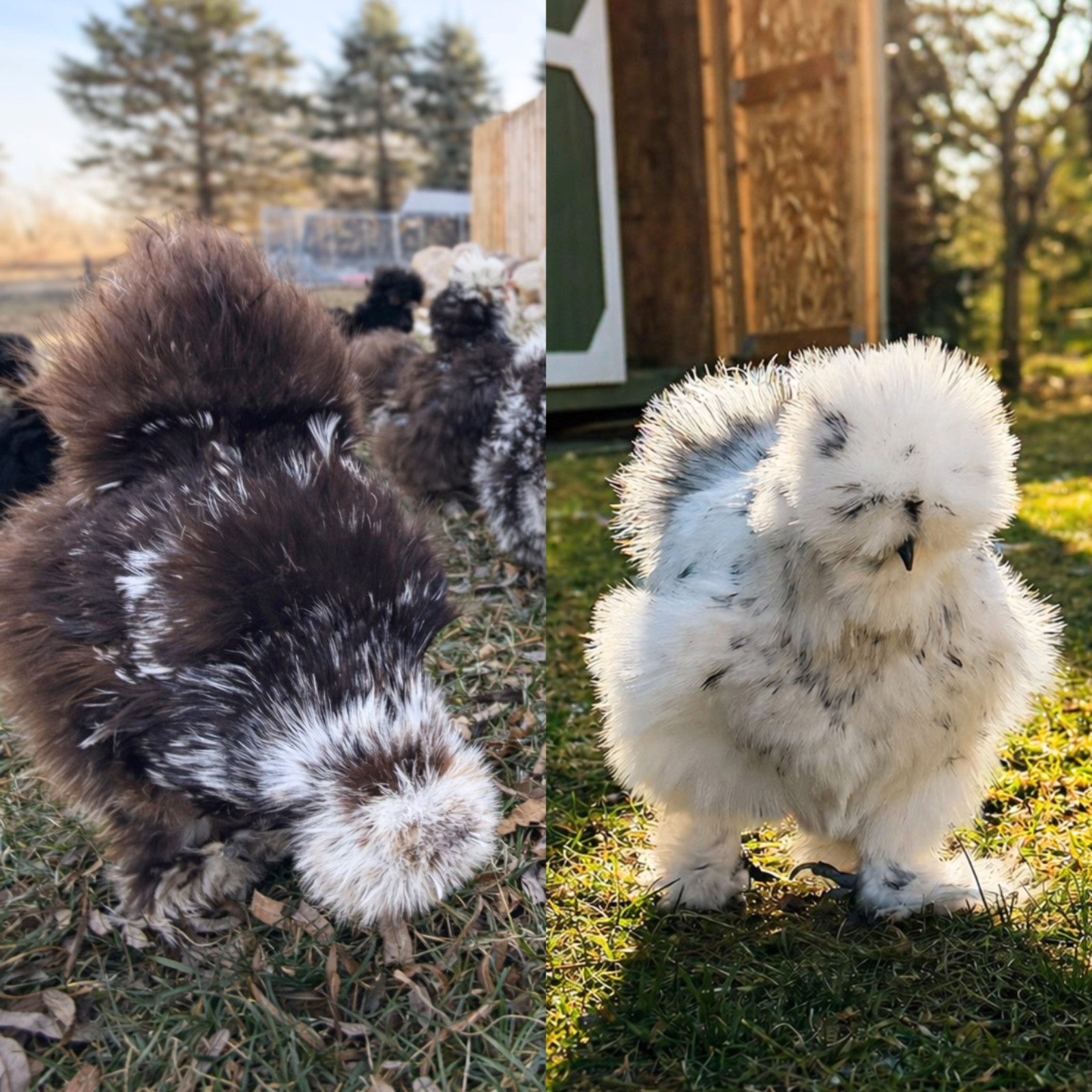 Silkie Hatching Eggs – Chocolate Mottled & Paint Lines – 12+ Fertile Eggs