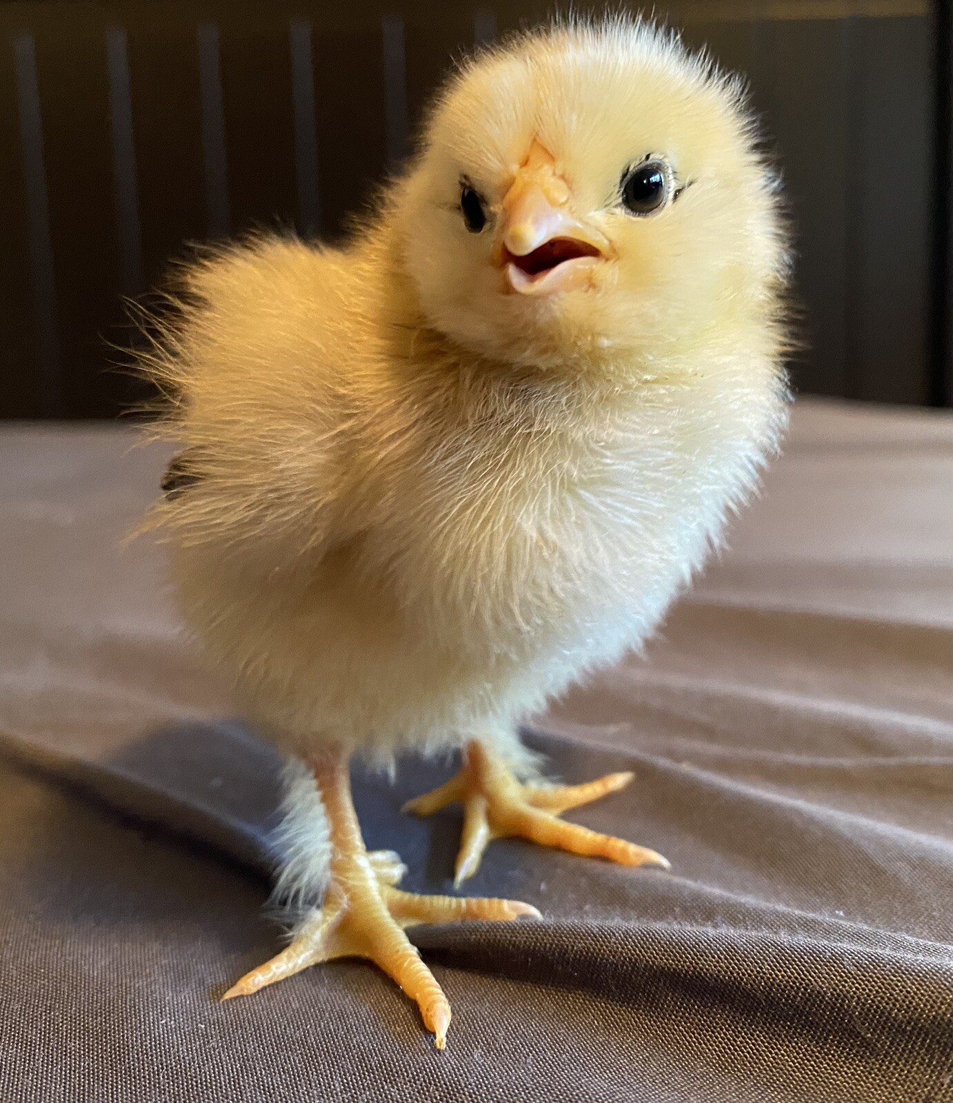 10+ Rare Breed Chicken Hatching Eggs Orpington, Wyandotte, Brahma, Faverolles